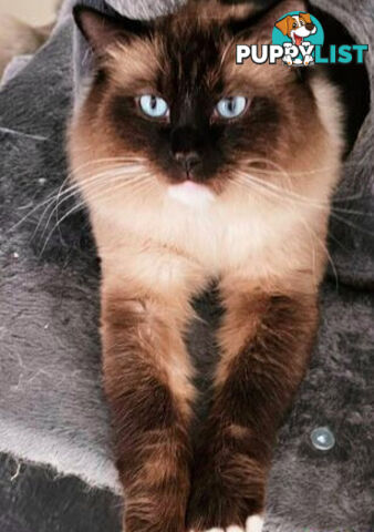 Wanted: RAGDOLL STUD SERVICE