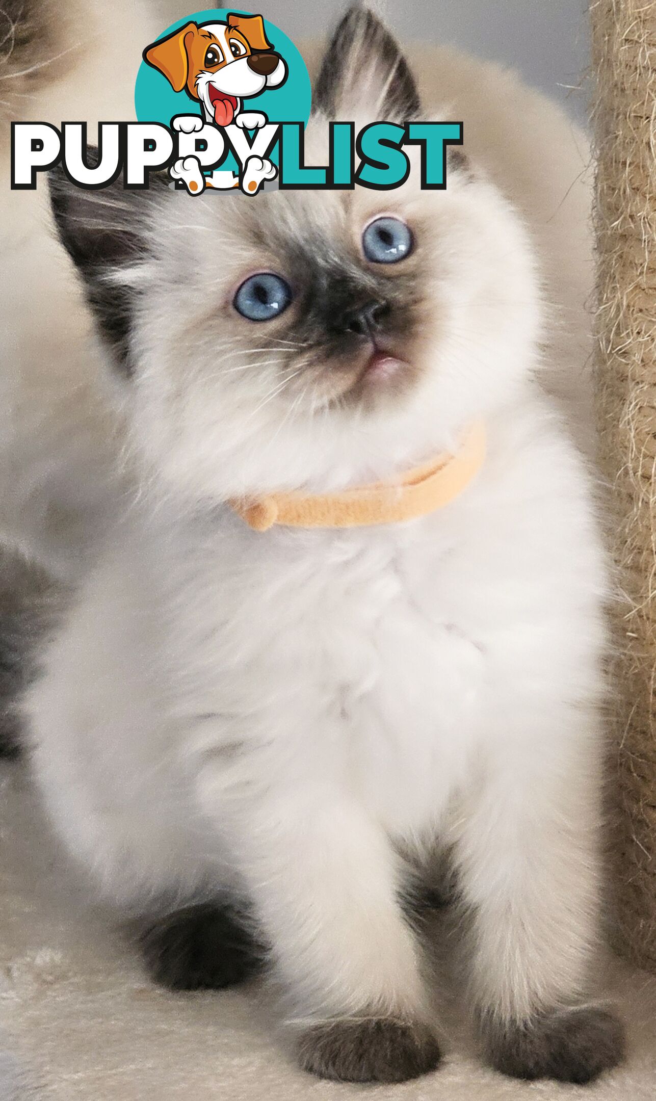 Wanted: RAGDOLL STUD SERVICE