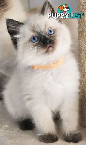 Wanted: RAGDOLL STUD SERVICE