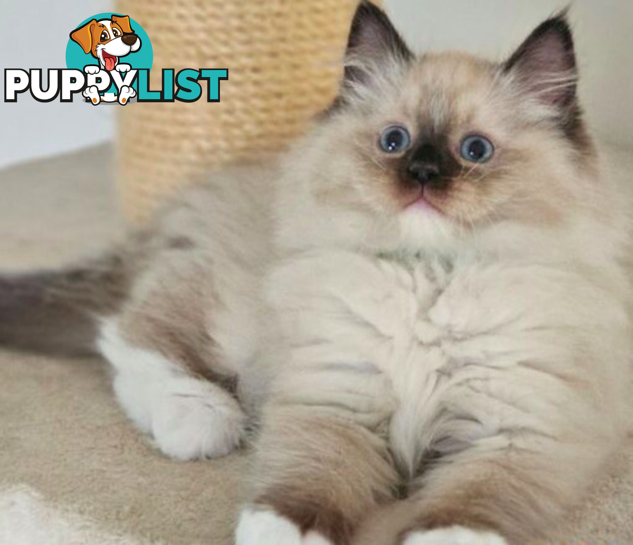 Wanted: RAGDOLL STUD SERVICE