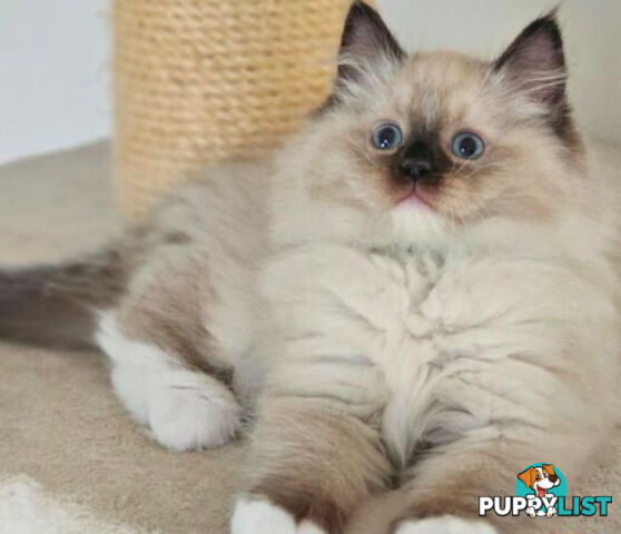 Wanted: RAGDOLL STUD SERVICE