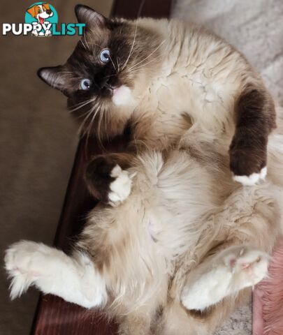 ⁹STUD SERVICE RAGDOLL, NOT FOR SALE 😻