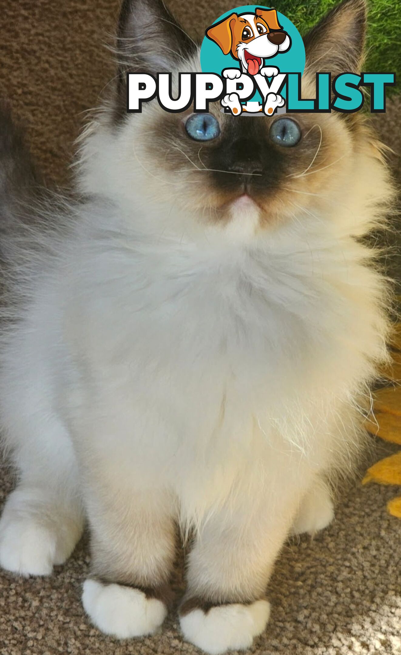 Wanted: RAGDOLL STUD SERVICE