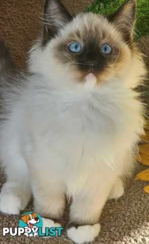 Wanted: RAGDOLL STUD SERVICE