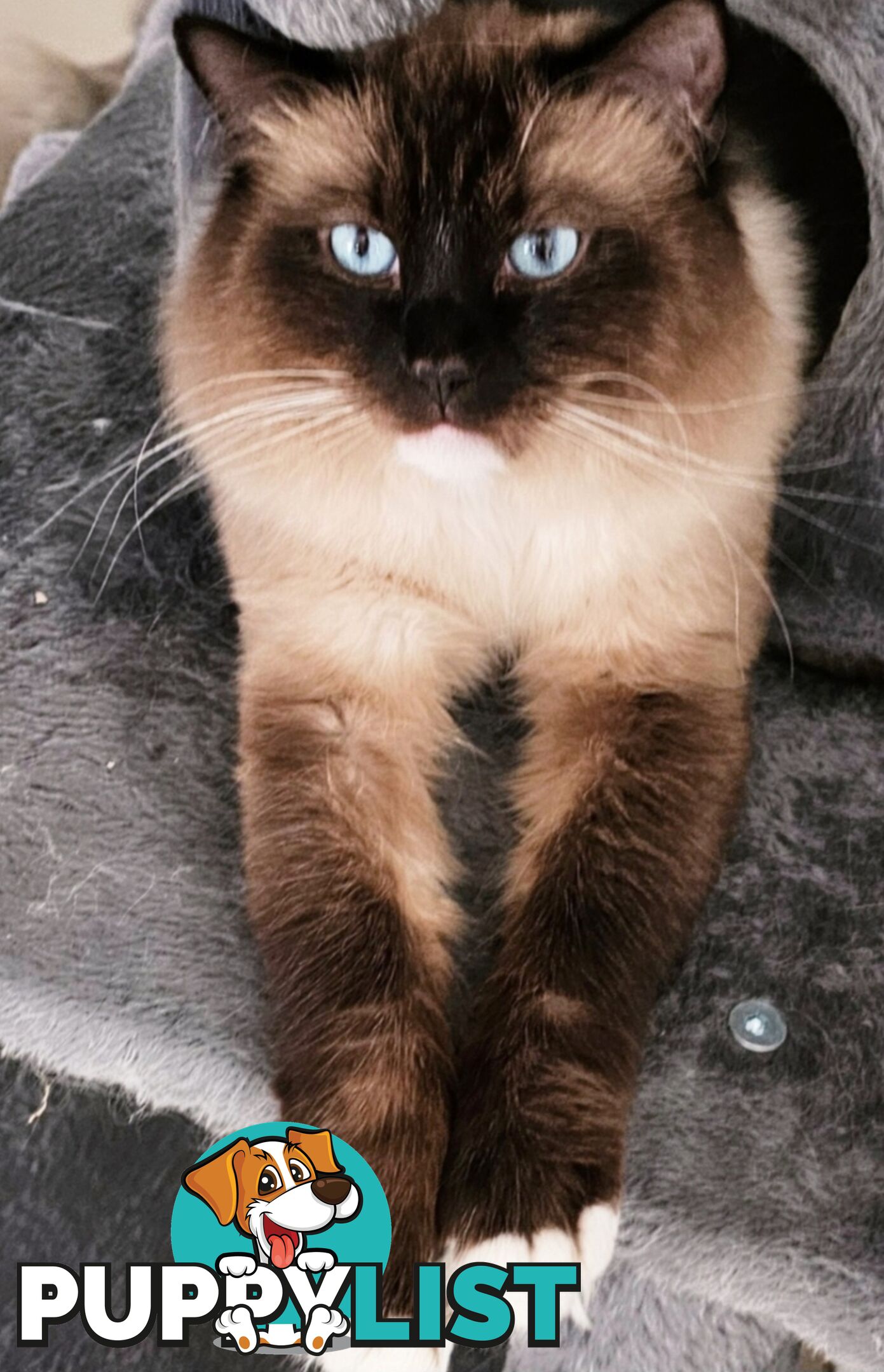 Wanted: RAGDOLL STUD SERVICE