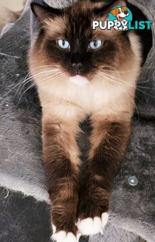 Wanted: RAGDOLL STUD SERVICE