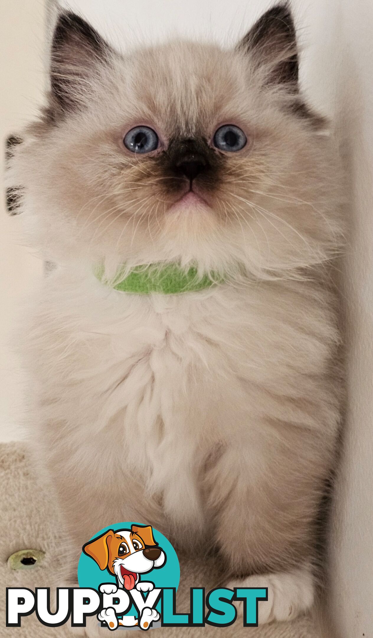 Wanted: RAGDOLL STUD SERVICE