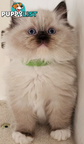 Wanted: RAGDOLL STUD SERVICE