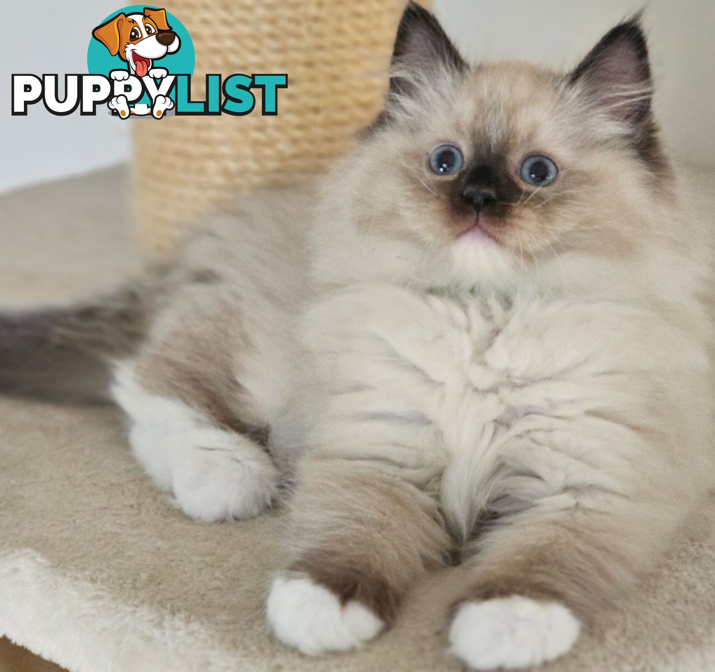 Wanted: RAGDOLL STUD SERVICE