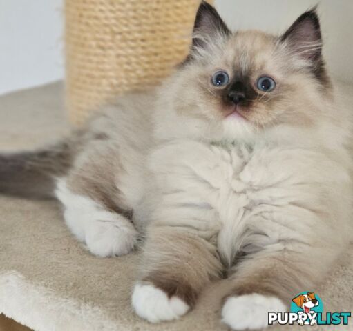 Wanted: RAGDOLL STUD SERVICE