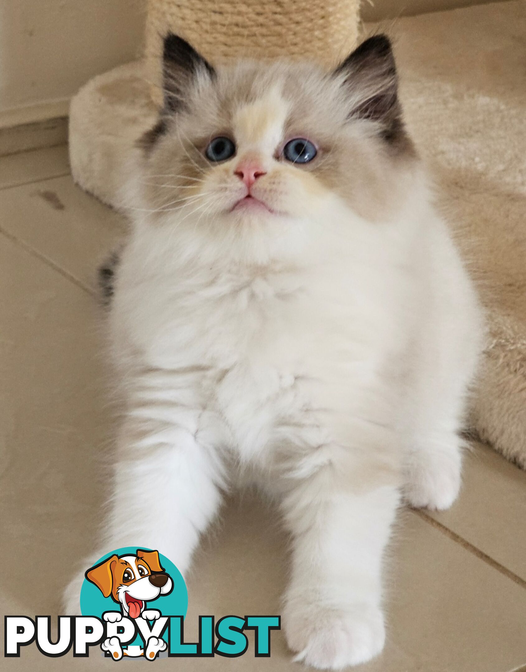 Wanted: RAGDOLL STUD SERVICE