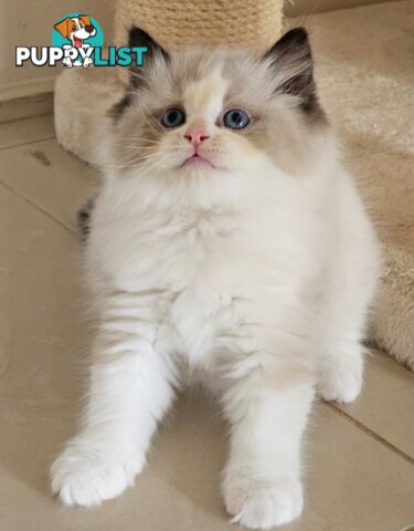 Wanted: RAGDOLL STUD SERVICE
