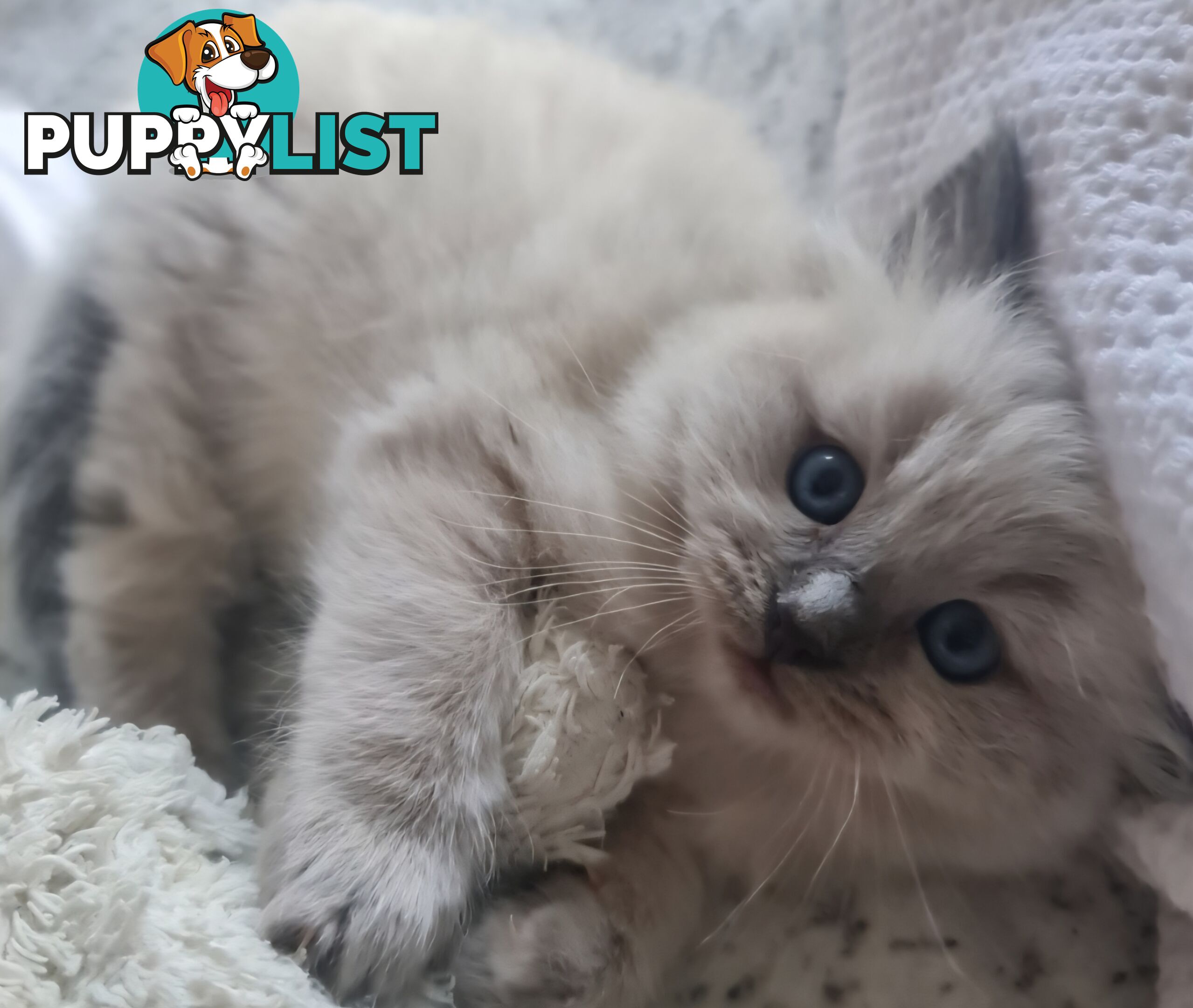 Wanted: RAGDOLL STUD SERVICE