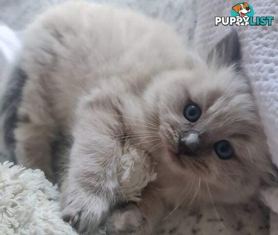 Wanted: RAGDOLL STUD SERVICE