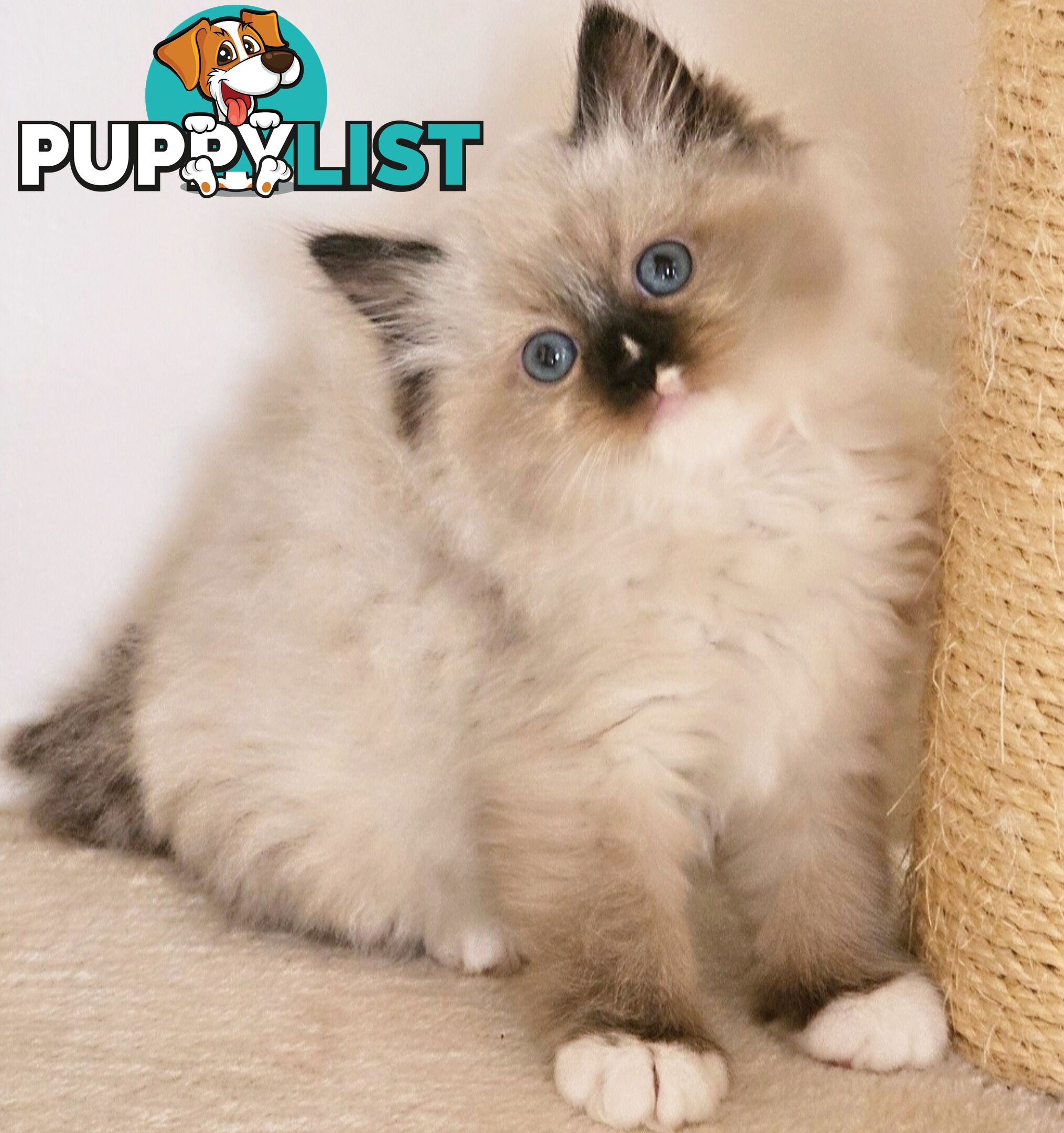 Wanted: RAGDOLL STUD SERVICE