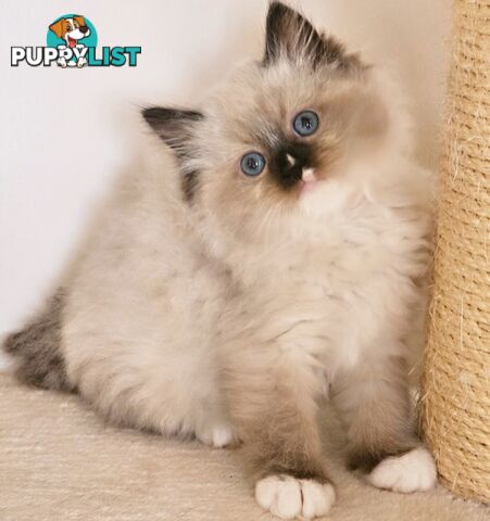 Wanted: RAGDOLL STUD SERVICE