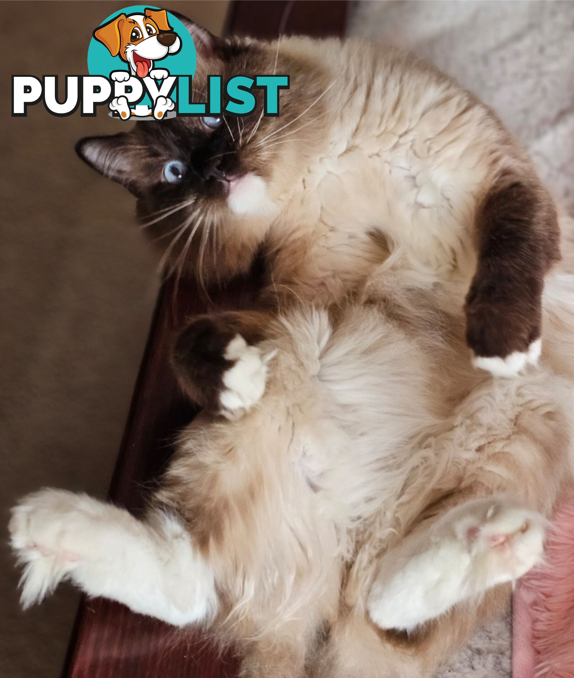 Wanted: RAGDOLL STUD SERVICE