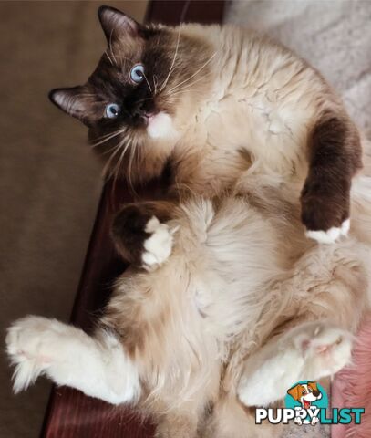 Wanted: RAGDOLL STUD SERVICE