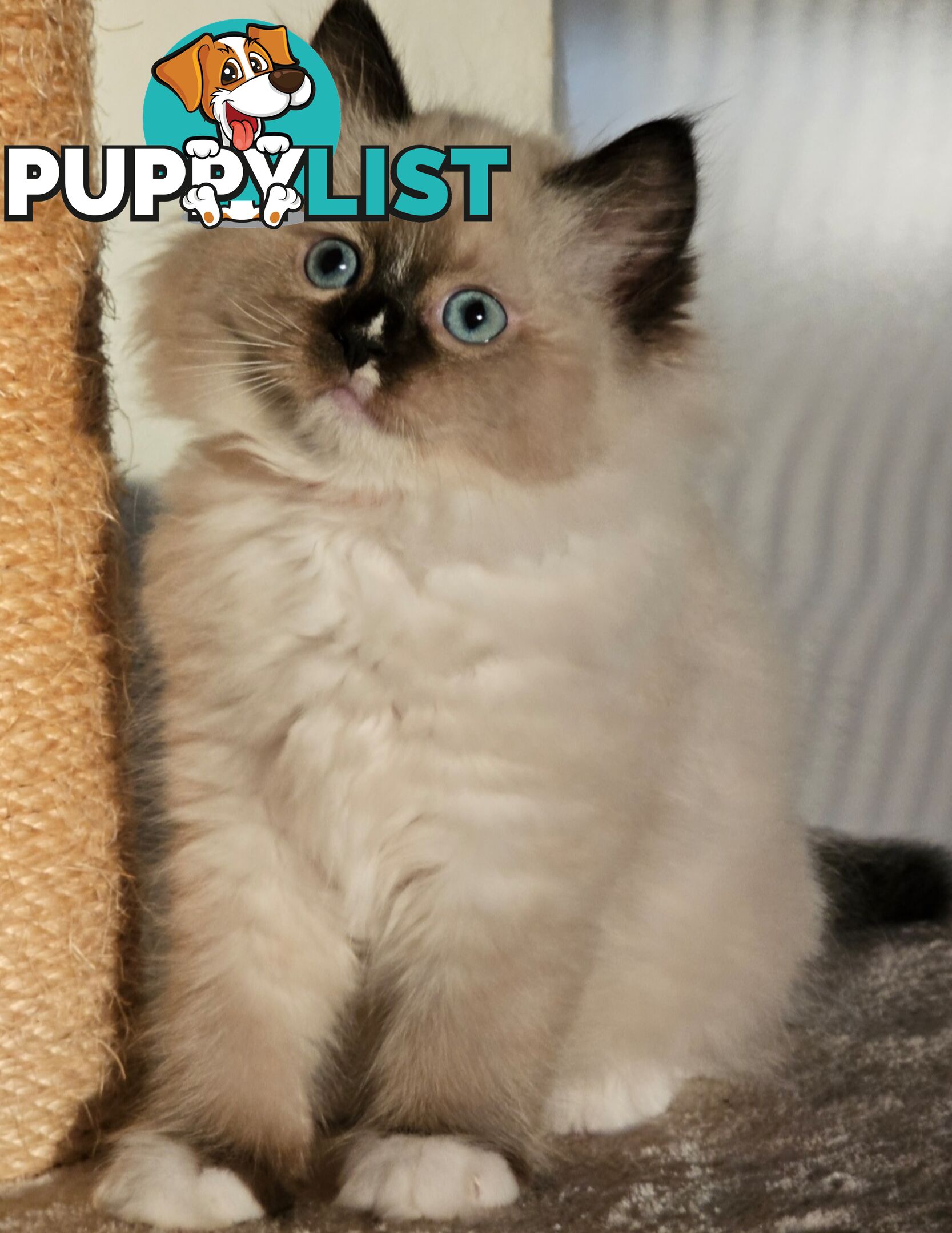 Wanted: RAGDOLL STUD SERVICE