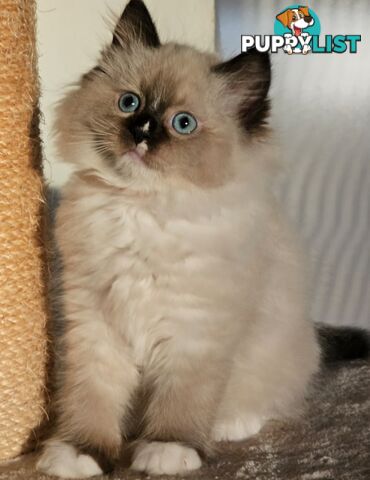 Wanted: RAGDOLL STUD SERVICE