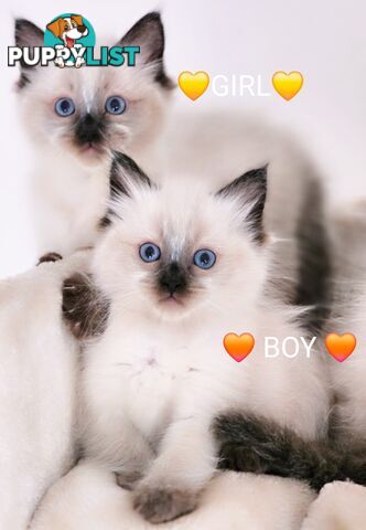 😻 Pure-bred ragdolls for sale 😻