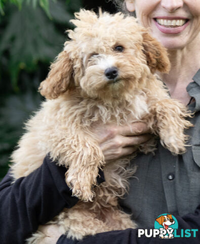 Second generation Mini Schnoodle puppies available now. Last ones left.  :)