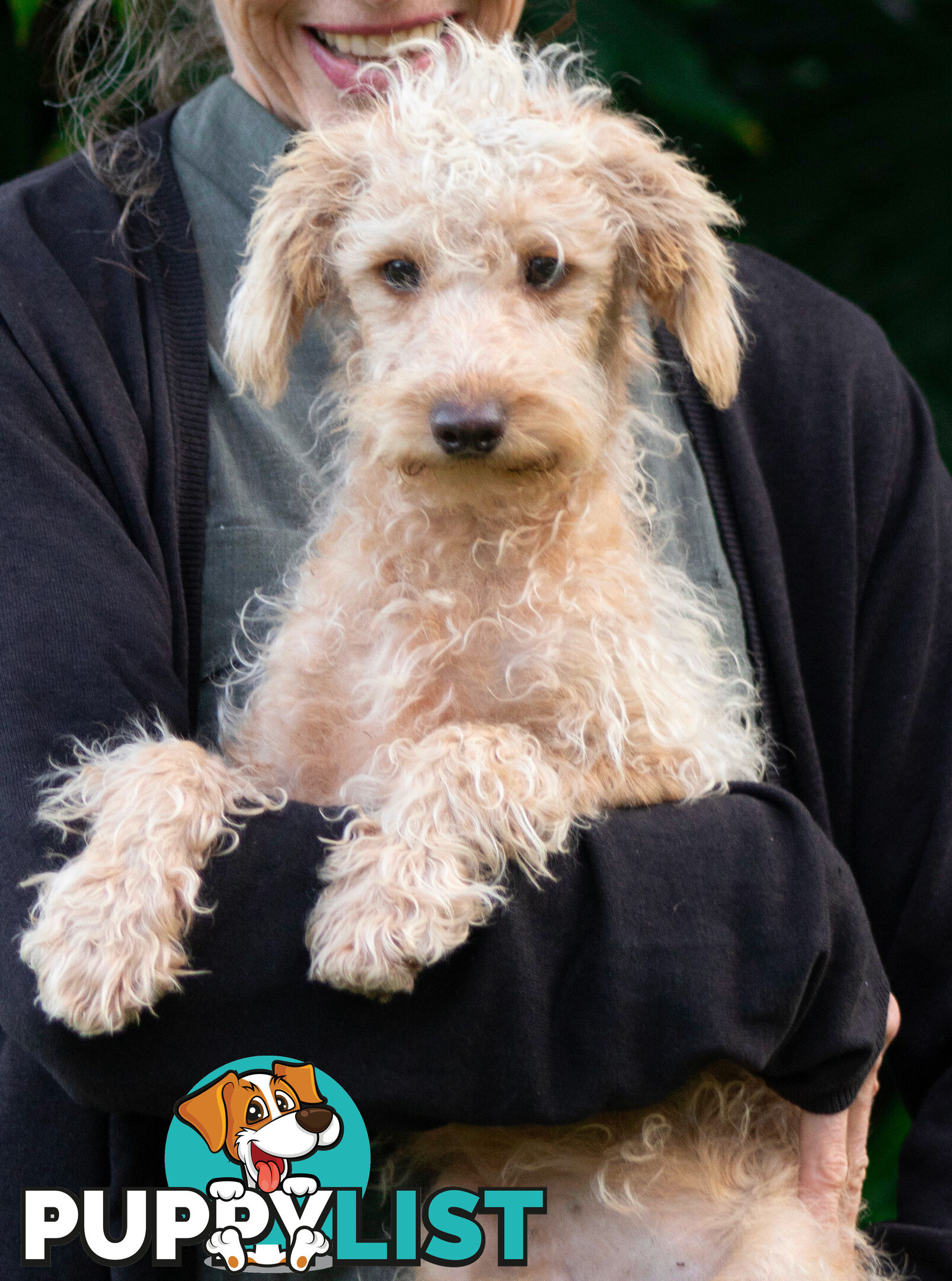 Second generation Mini Schnoodle puppies available now. Last ones left.  :)