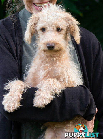 Second generation Mini Schnoodle puppies available now. Last ones left.  :)