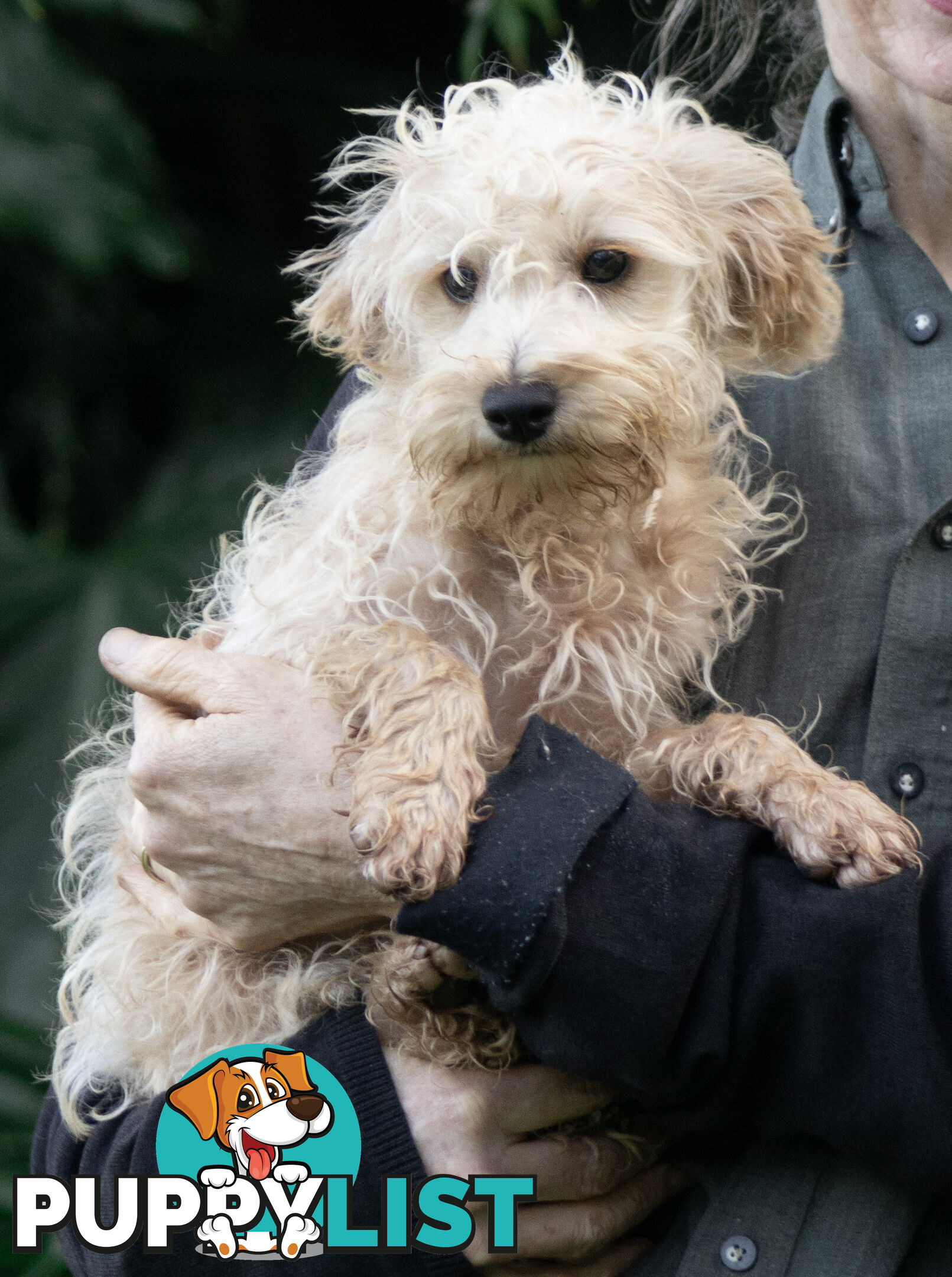 Second generation Mini Schnoodle puppies available now. Last ones left.  :)