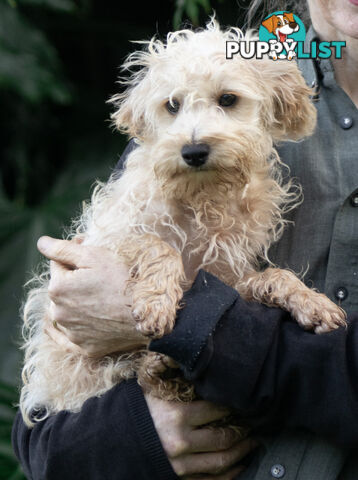 Second generation Mini Schnoodle puppies available now. Last ones left.  :)