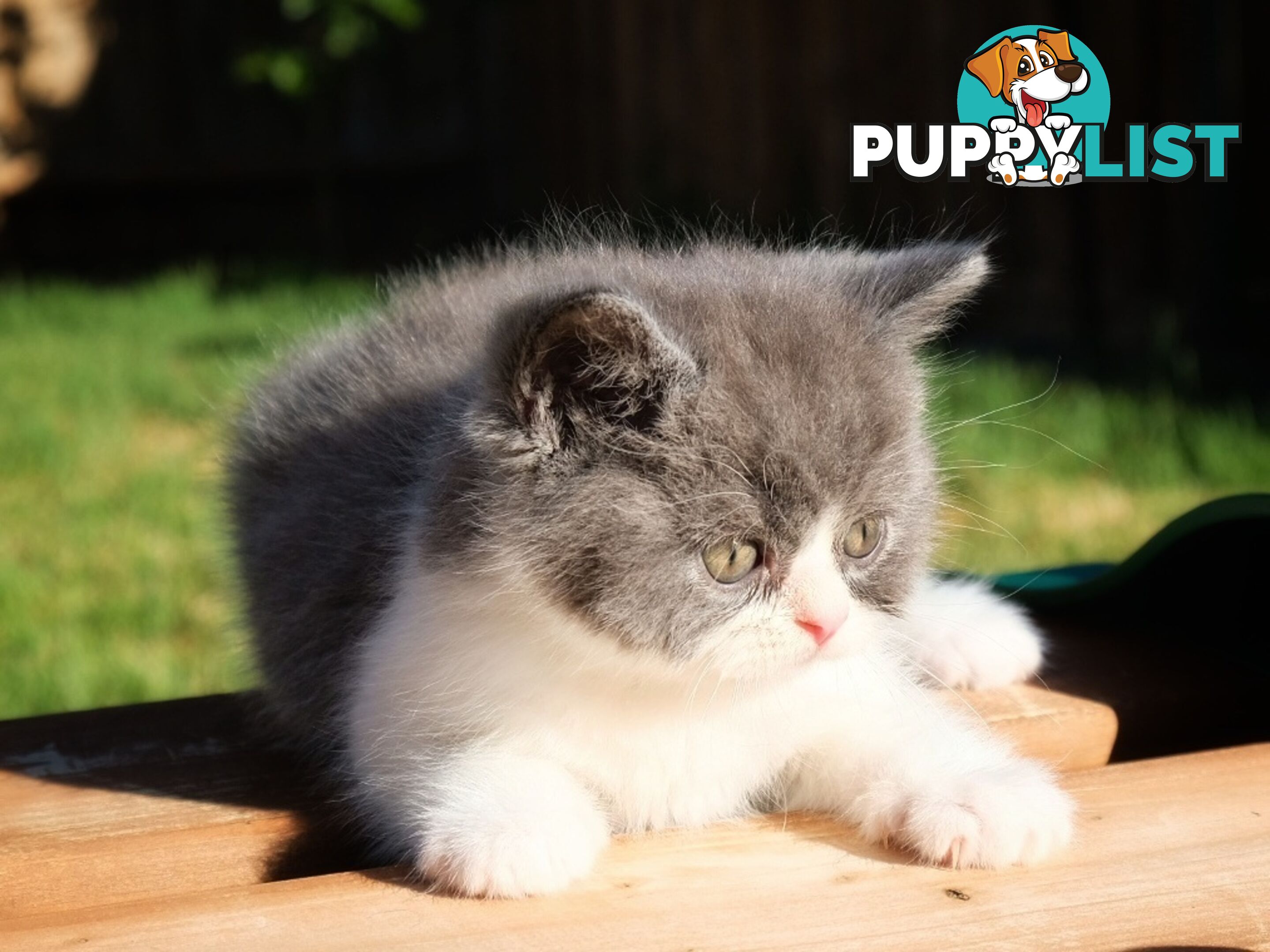 British Shorthair kittens