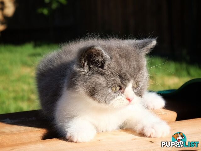 British Shorthair kittens