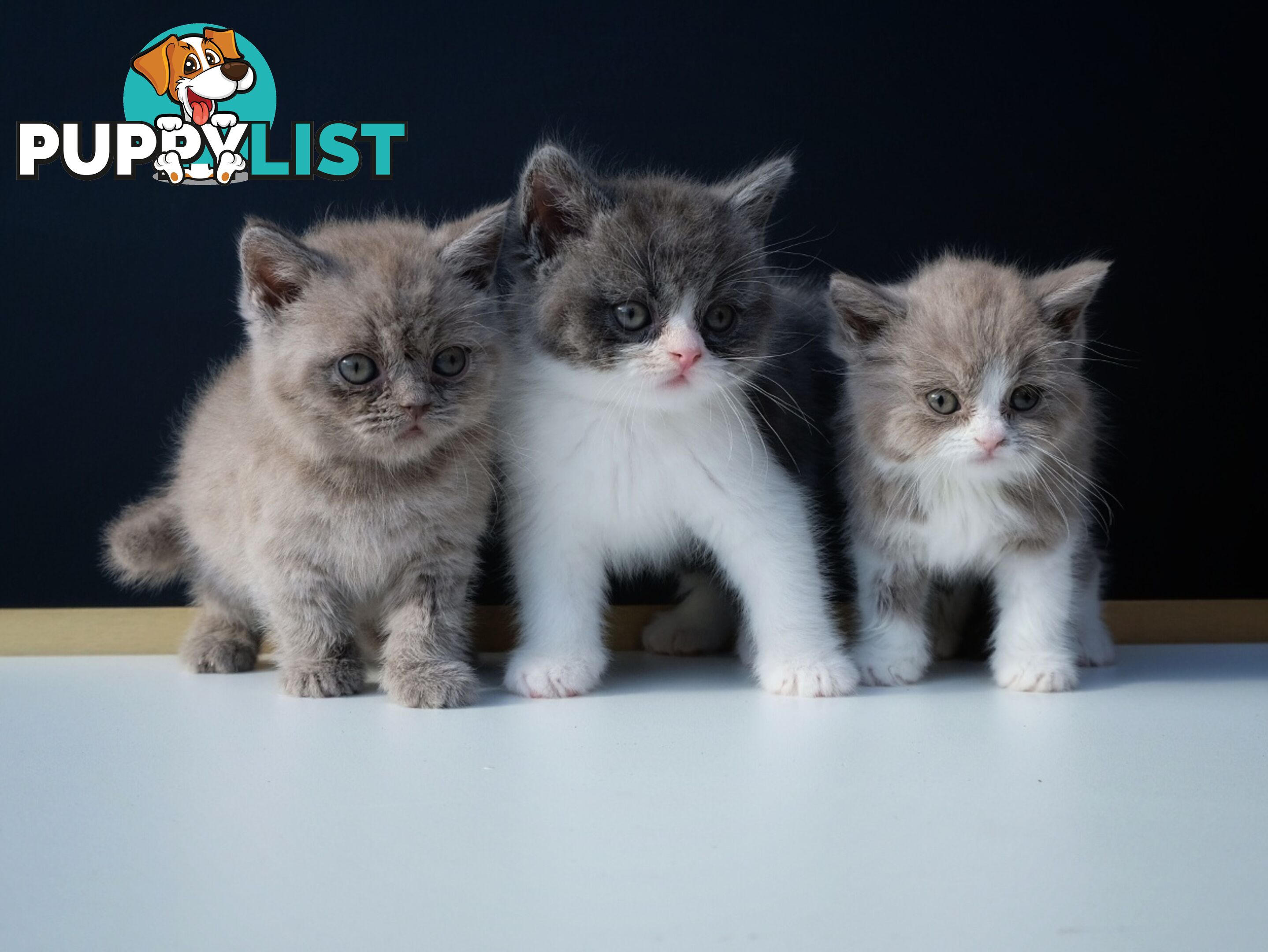 British Shorthair kittens