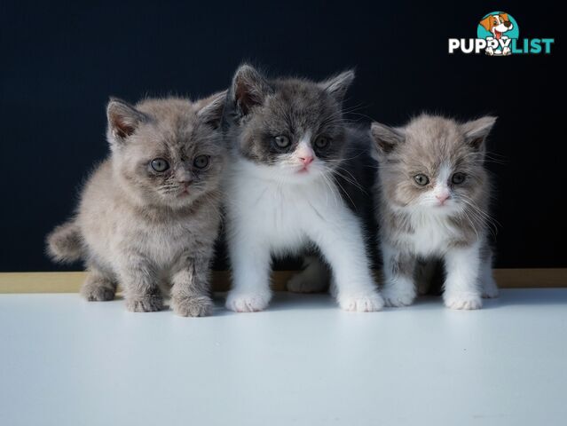 British Shorthair kittens