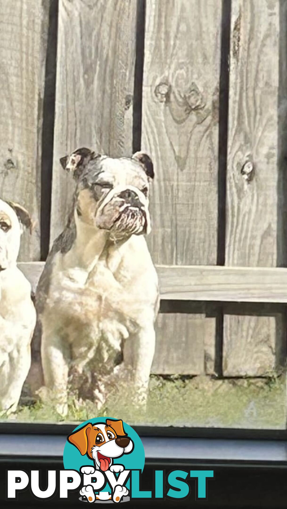 Blue Tri Merle Bulldog