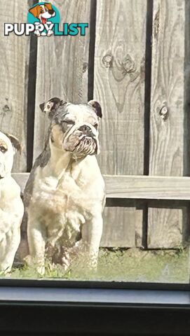 Blue Tri Merle Bulldog