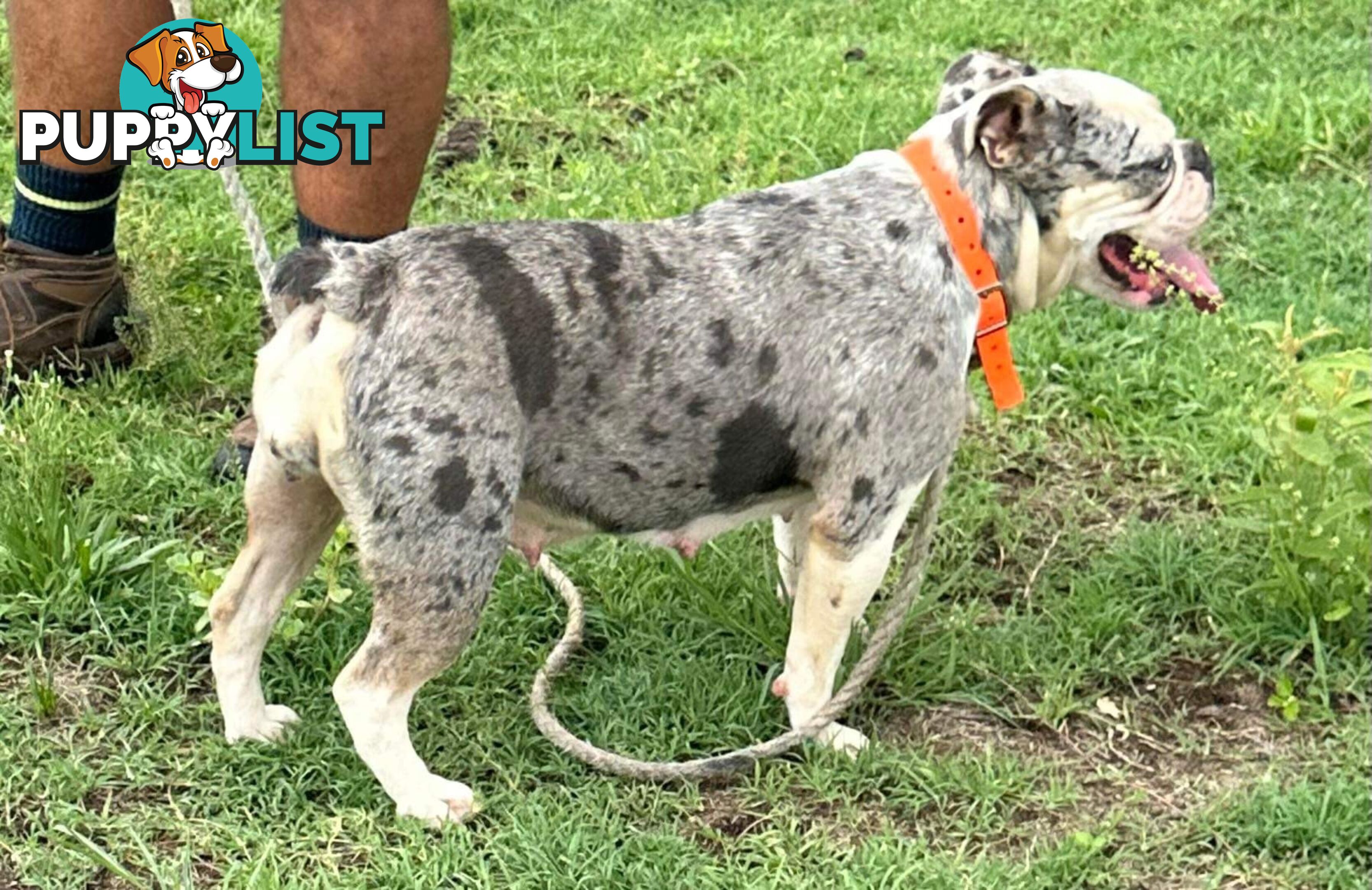 Blue Tri Merle Bulldog