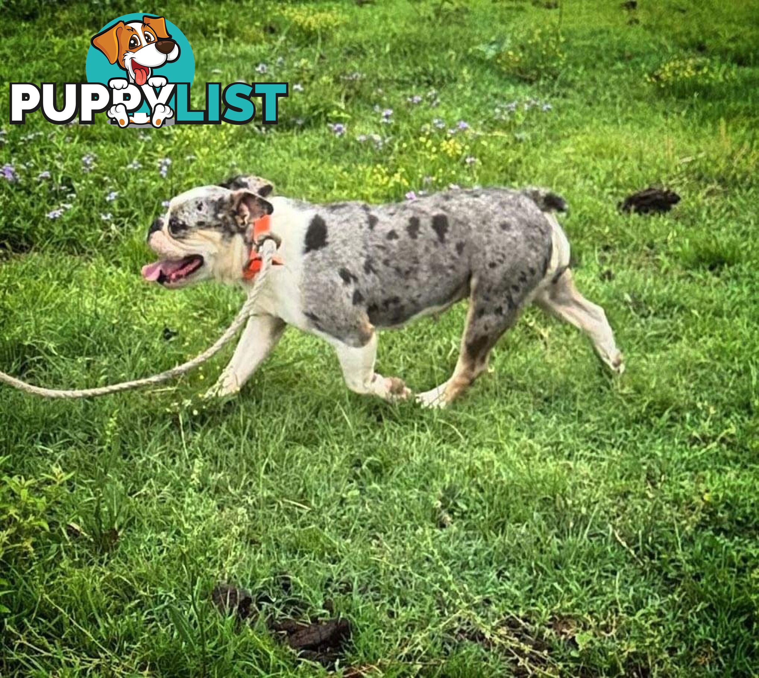 Blue Tri Merle Bulldog