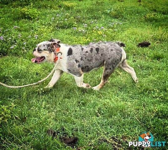 Blue Tri Merle Bulldog