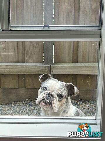 Blue Tri Merle Bulldog