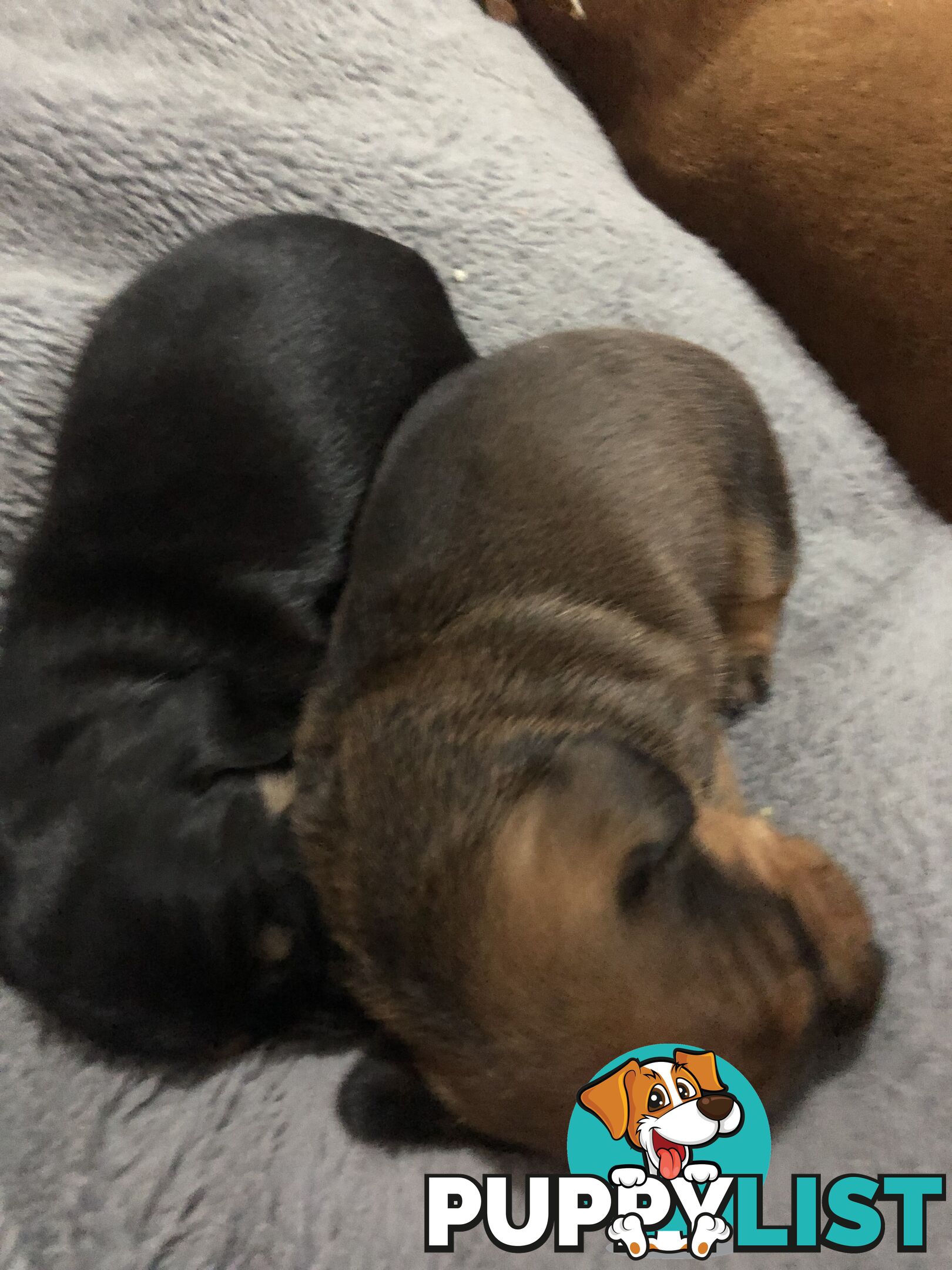 Adorable miniature Dachshund puppies ready NOW!!! ONLY 2x Females left