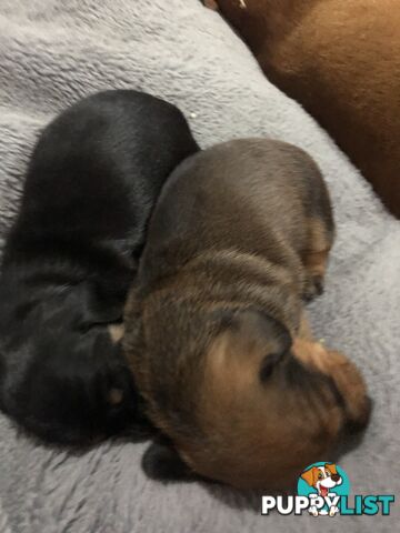 Adorable miniature Dachshund puppies ready NOW!!! ONLY 2x Females left