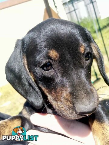 Adorable miniature Dachshund puppies ready NOW!!! ONLY 2x Females left