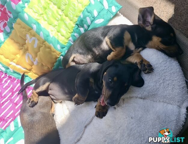 Adorable miniature Dachshund puppies ready NOW!!! ONLY 2x Females left