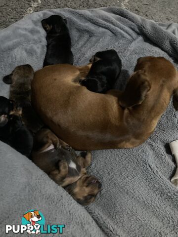 Adorable miniature Dachshund puppies ready NOW!!! ONLY 2x Females left