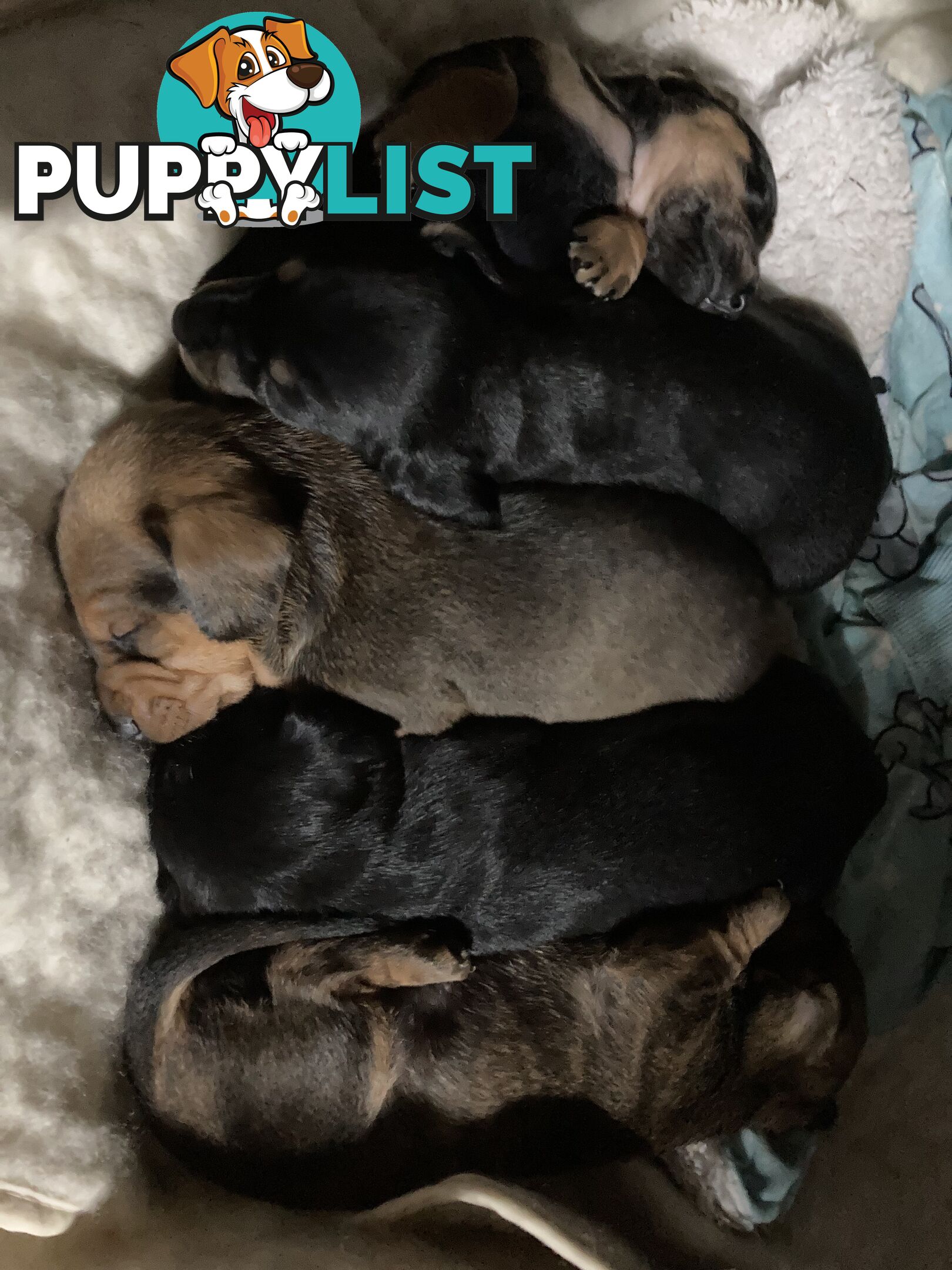 Adorable miniature Dachshund puppies ready NOW!!! ONLY 2x Females left