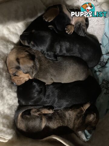 Adorable miniature Dachshund puppies ready NOW!!! ONLY 2x Females left