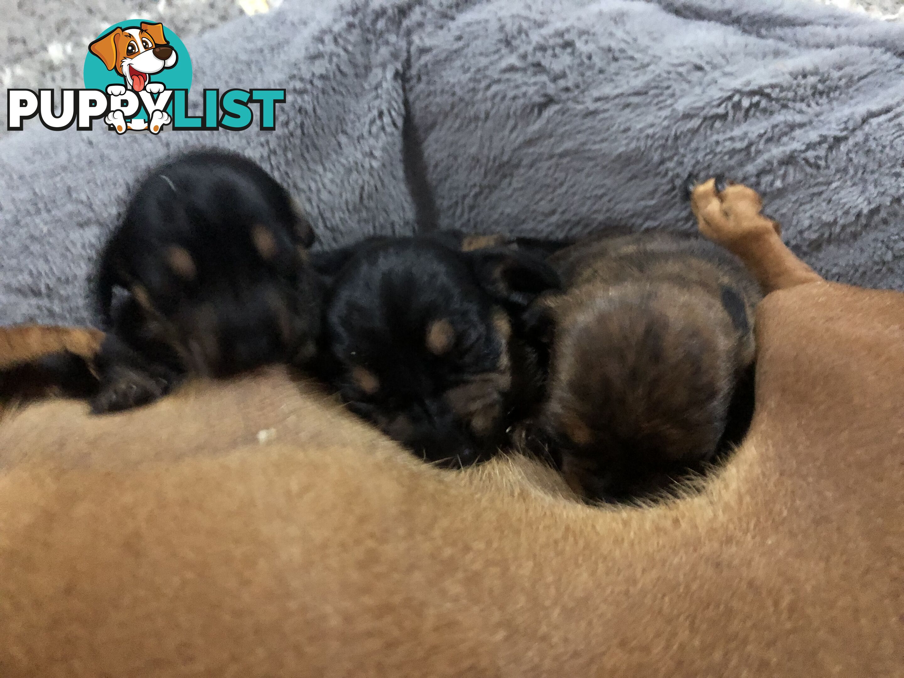 Adorable miniature Dachshund puppies ready NOW!!! ONLY 2x Females left