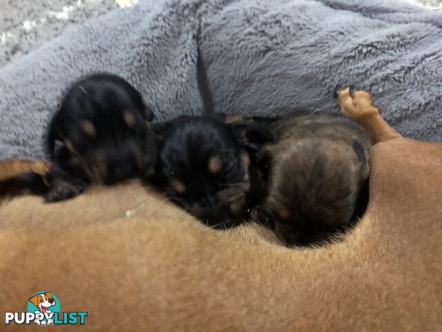 Adorable miniature Dachshund puppies ready NOW!!! ONLY 2x Females left