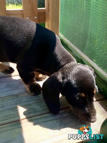 Adorable miniature Dachshund puppies ready NOW!!! ONLY 2x Females left